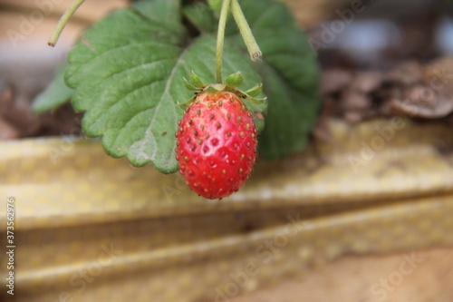 strawberries on a wooden background