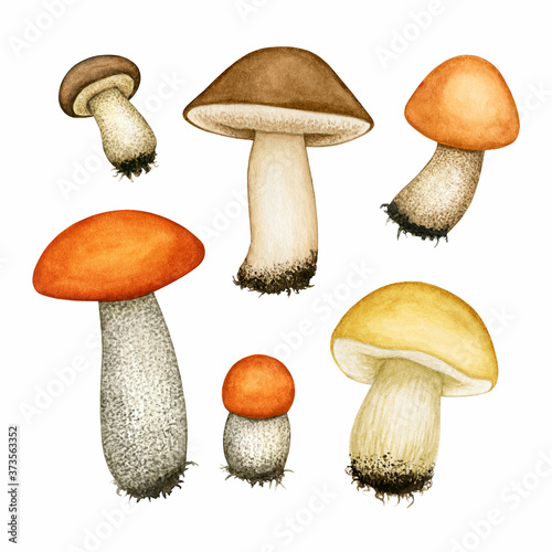 Watercolour different tubular edible mushroom set. Porcini, brown/orange cap boletus, cep. Collection of hand drawn element isolated on white background for autumn design, menu, recipe, label, pattern