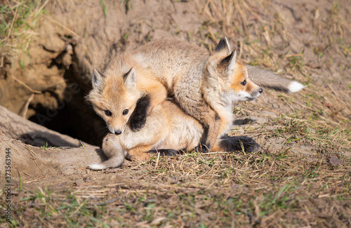 Red fox kits in the wild