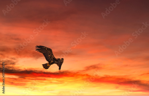 Eagle flying on the sunset sky