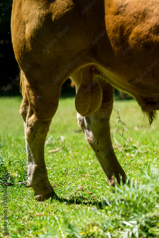 bull testicles Stock Photo Adobe Stock