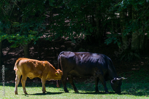 cow and calf
