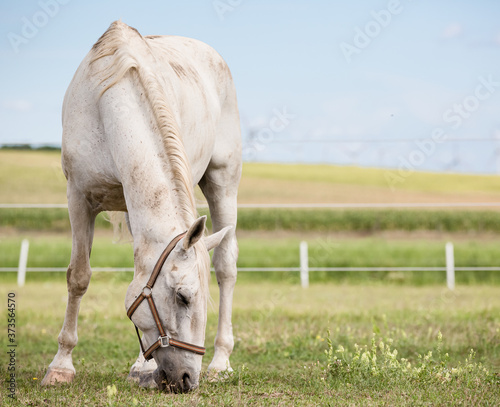 white horse eating grass photo