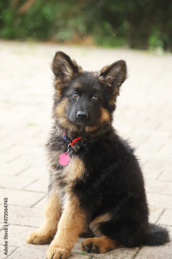 Portrait of a black and tan long-haired german shepherd puppy Portrait of a black and tan long-haired german shepherd puppy