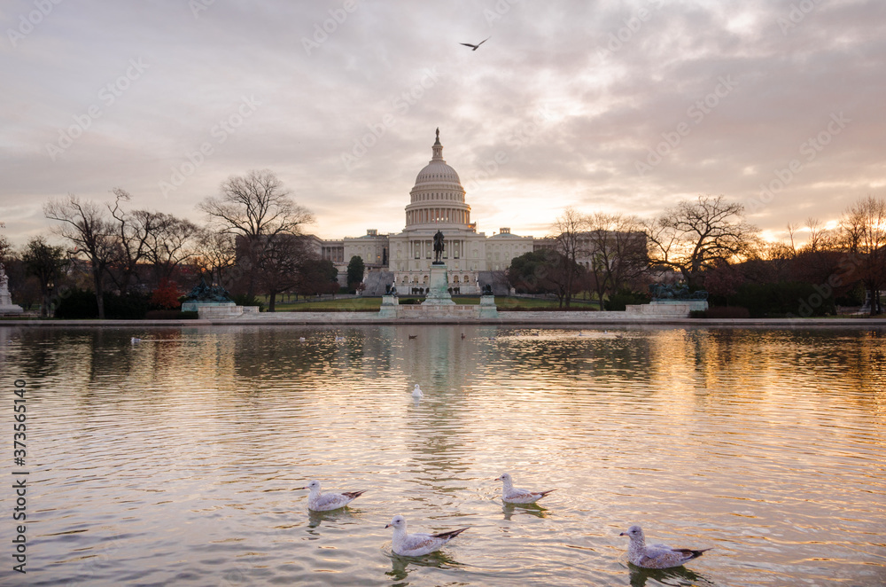 Seagulls and Capitol Buiding at sunrise - Washington D.C. United States of America