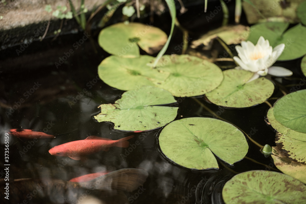 Red fish swims across water lilies in a small pond in the Pittencrieff public Park in Dunfermline, Fife, Scotland, where a white flower can be seen on the background Red fish swims across water lilies in a small pond in the Pittencrieff public Park in Dunfermline, Fife, Scotland, where a white flower can be seen on the background