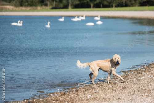 A dog comes out of a reservoir drenched in water after having fetched a blue ball in a sunny day in the Pentland Hills Regional Park  Edinburgh  Scotland  United Kingdom   with swans on the background