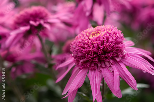 Purple chrysanthemums close - up in the garden. Colorful bright flowers on a blurry background in selective focus. Floral autumn background. Soft natural light. The cultivation of chrysanthemums.