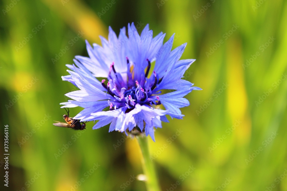 Blumen Blumen