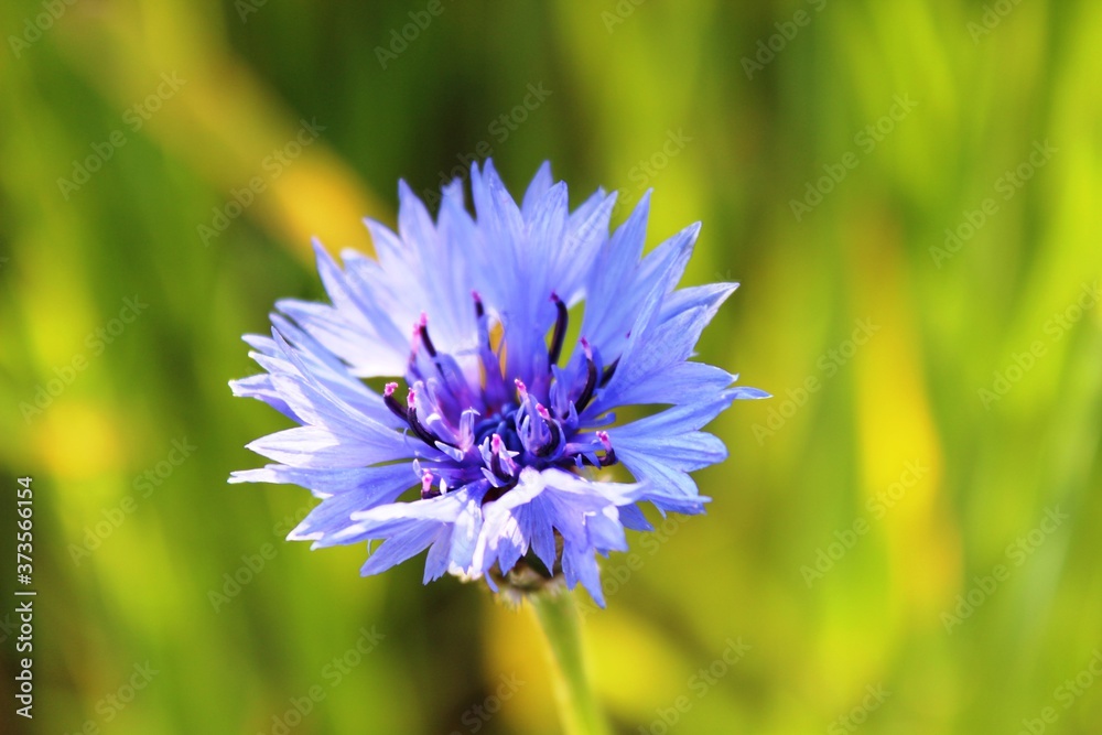 Blumen Blumen