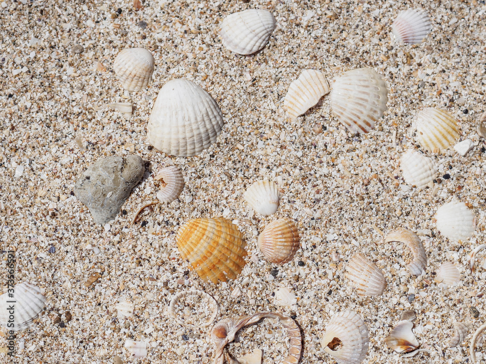 Top view of seashells on the sand on a sunny day. Natural background of marine nature. Sea vacation concept. Copy space. Flat lay.