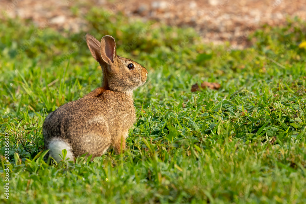 Fototapeta premium Wild rabbit on a morning pasture