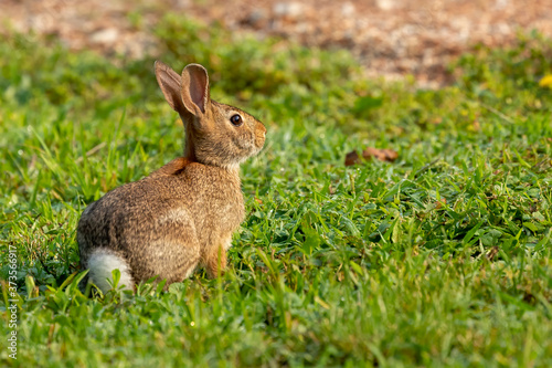 Wild rabbit on a morning pasture © karel