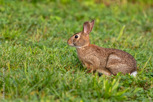 Wild rabbit on a morning pasture © karel