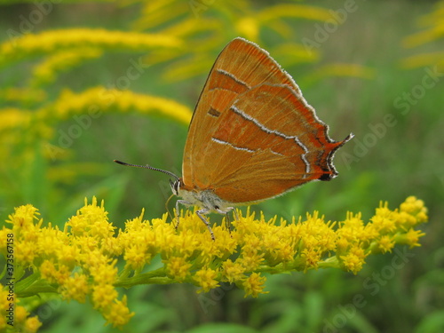 Brown hairstreak butterfly (Thecla betulae) - orange butterfly with white streaks on Canadian goldenrod yellow flowers, Gdansk, Poland