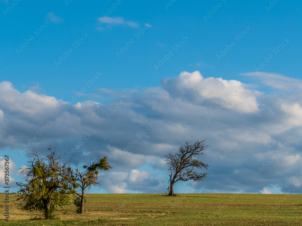 Fototapeta premium Abgestorbener Baum im Feld