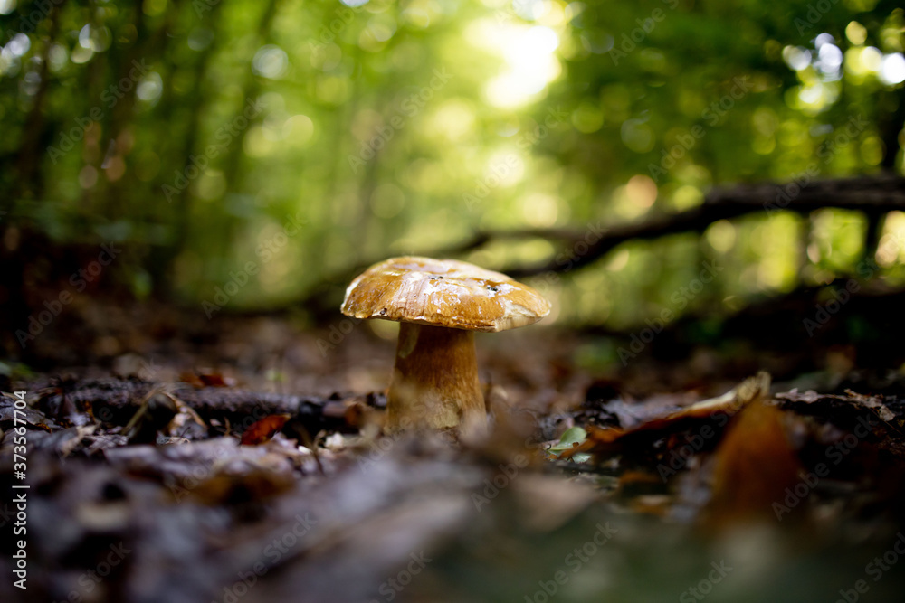 Fototapeta premium White mushrooms in the woods, on a background of leaves, bright sunlight. Boletus. Mushroom
