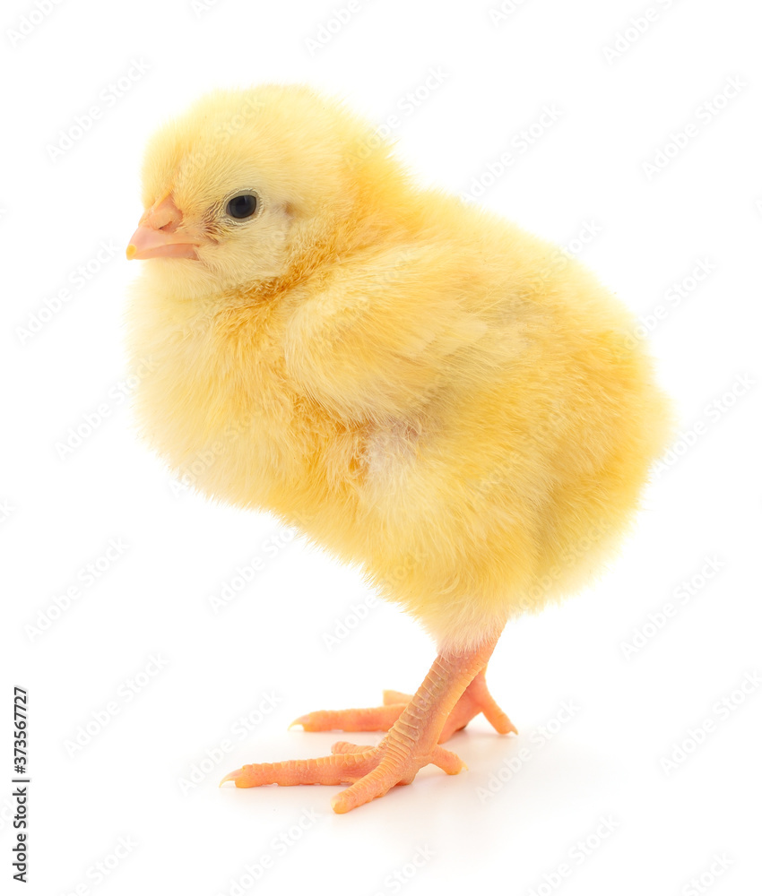 Fototapeta premium Small yellow chicken