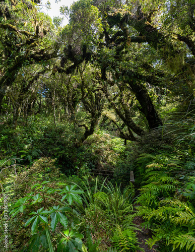 Overgrown path in a tropical rain forest in New Zealand