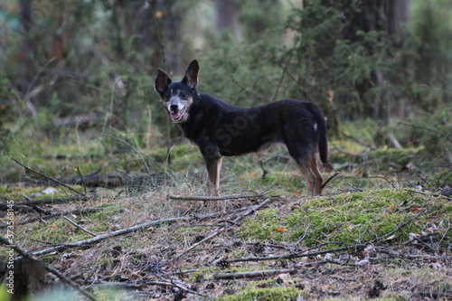 Fototapeta Naklejka Na Ścianę i Meble -  little black dog in the forest