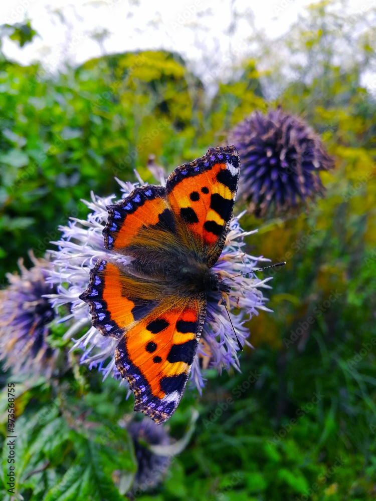monarch butterfly on a flower