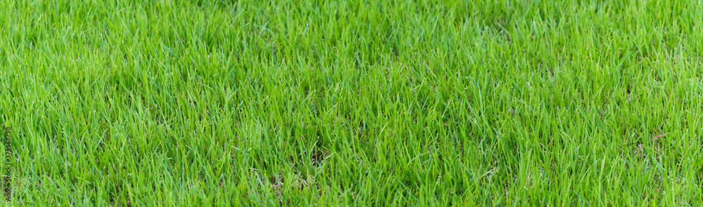 green grass background. panoramic view of the green grass green grass background. panoramic view of the green grass