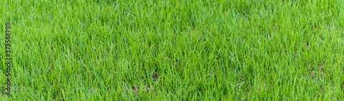green grass background. panoramic view of the green grass