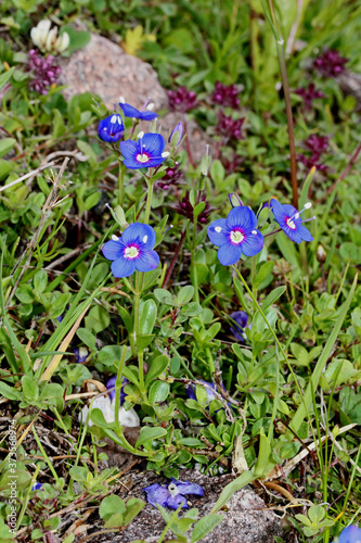 fiorellini azzurri (Veronica fruticans) photo