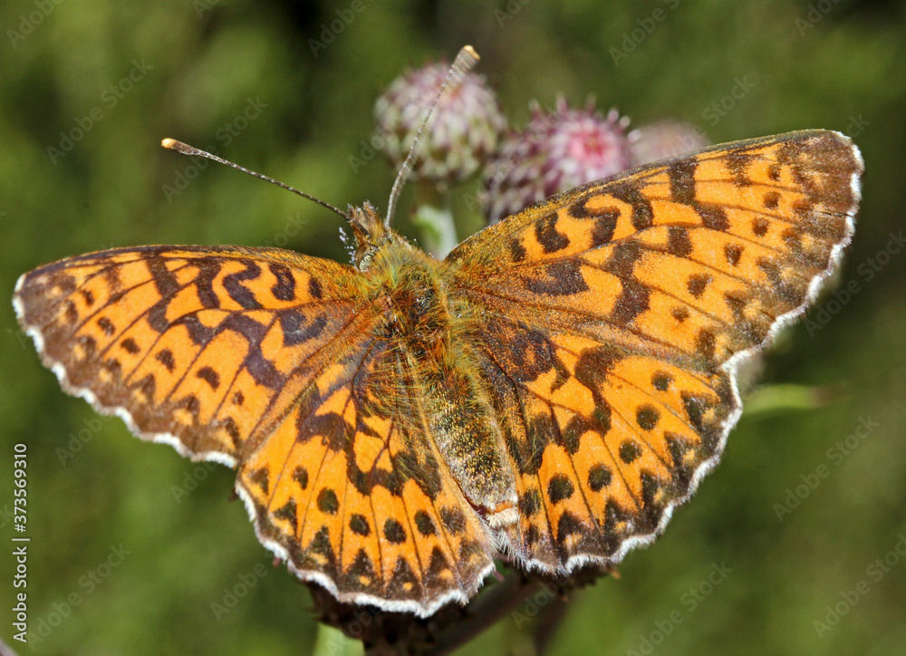 farfalla arancione su un cardo (Boloria titania) farfalla arancione su un cardo (Boloria titania)