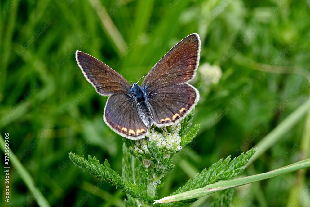 piccola licenide dalle ali scure (polyommatus amandus) piccola licenide dalle ali scure (polyommatus amandus)