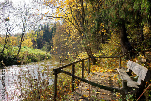 Landscape of sunny autumn forest with yellow leaves