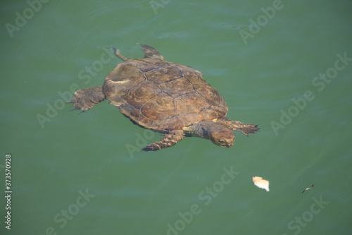Turtle swimming and eating in alqueva dam, alentejo
