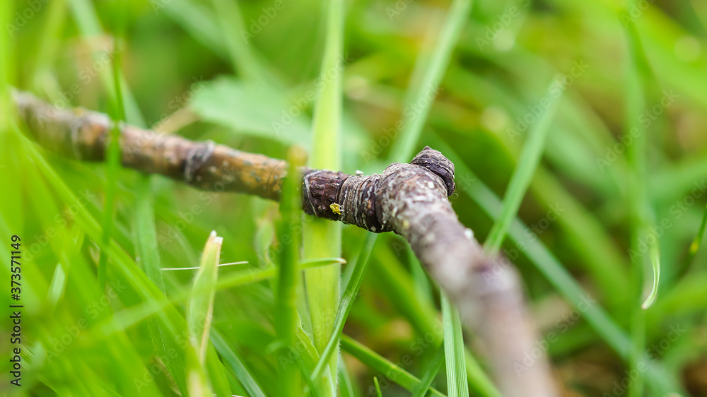 A small twig laying in the grass A small twig laying in the grass