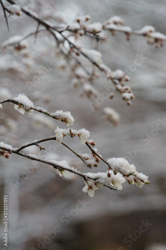 snow covered branches of a tree © Southern Creative