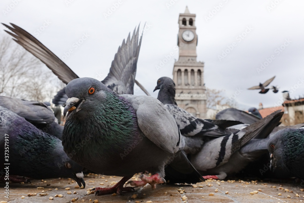Fototapeta premium Doves in front of the clock tower in Hamamonu - Ankara, Turkey