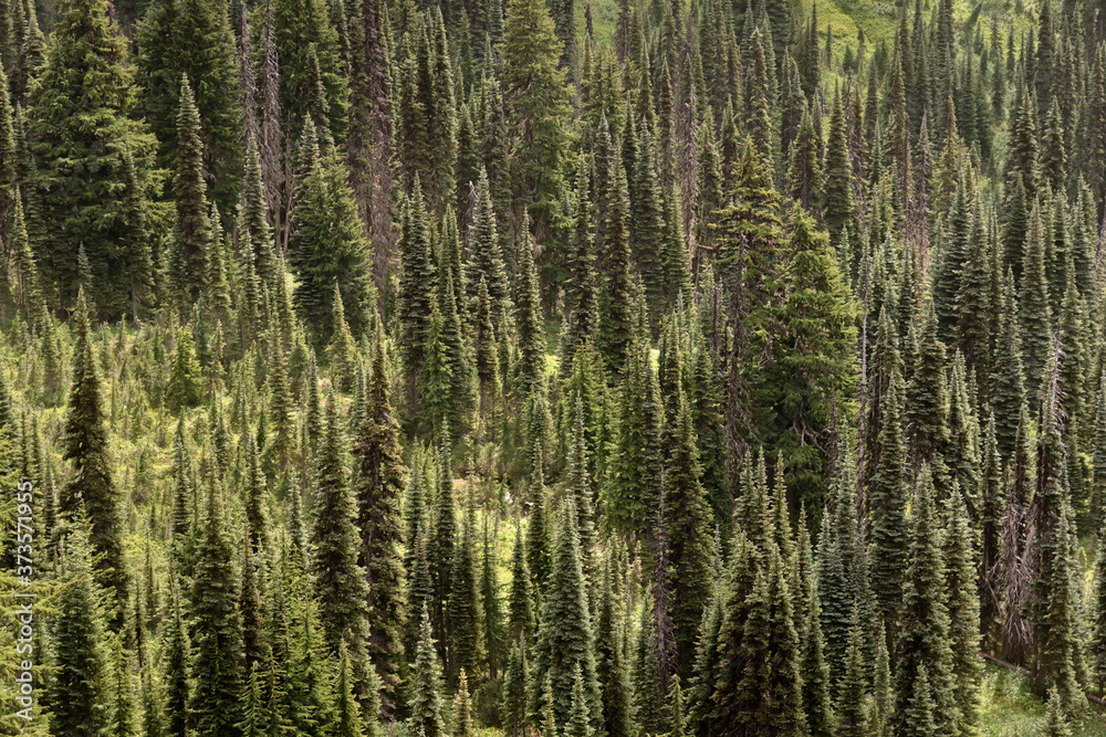 Layers of dense trees in the Pacific Northwest Layers of dense trees in the Pacific Northwest