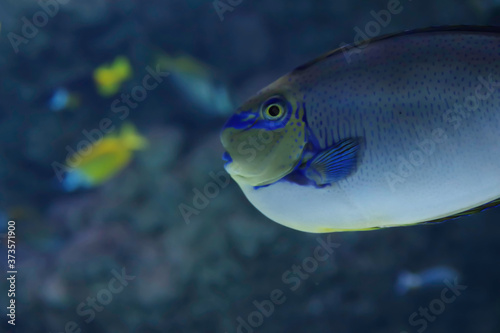 Exotic blue colored fish close-up. Blue marine aquarium full of fishes. Nature and ocean concept