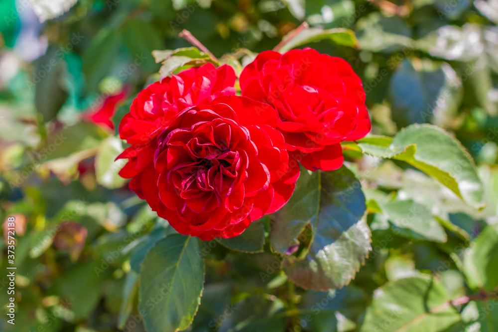 Red rose Bush. A beautiful scarlet rose blooms in the garden. Flowers in a flower bed. Red rose Bush. A beautiful scarlet rose blooms in the garden. Flowers in a flower bed.