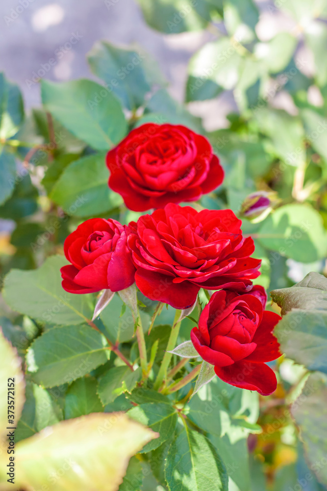 Red rose Bush. A beautiful scarlet rose blooms in the garden. Flowers in a flower bed.