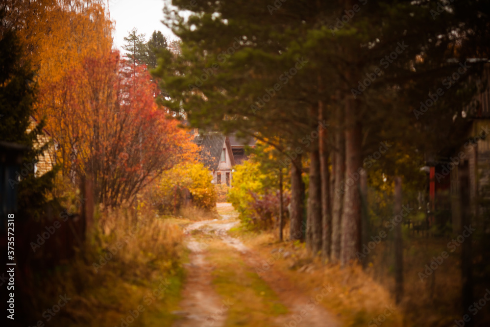 Fototapeta premium Autumn in the village. View through defocused fall forest