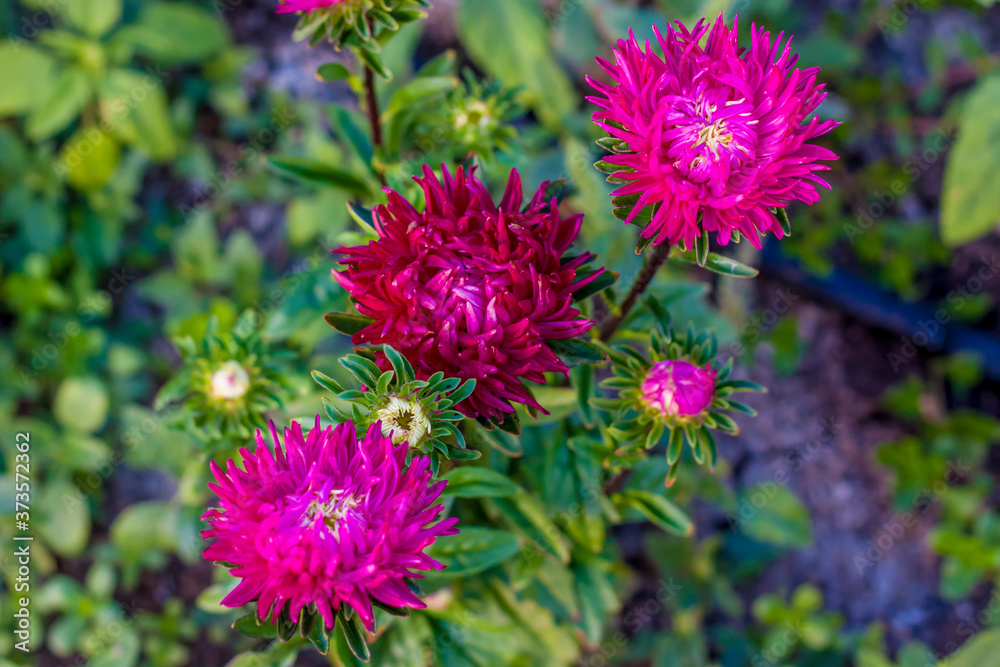 Bright flowers close-up. Flowers grow in the garden. Flower bed with asters. Flower card. Bright flowers close-up. Flowers grow in the garden. Flower bed with asters. Flower card.