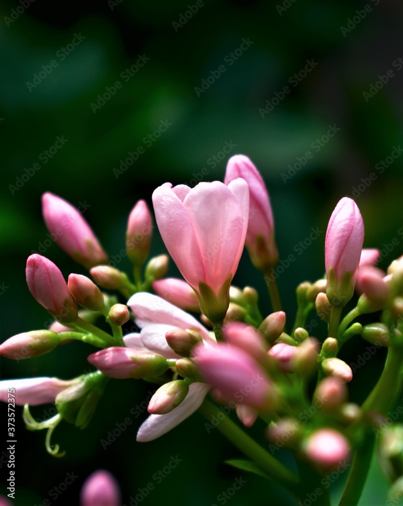 Taffy Pink Flower with Buds Photography Art