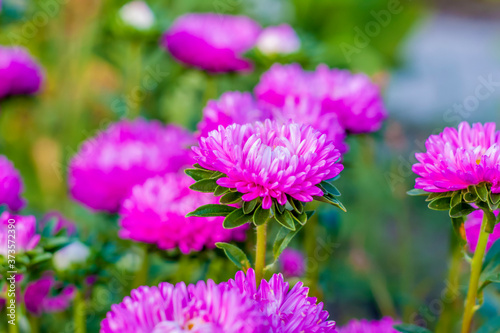 Bright flowers close-up. Flowers grow in the garden. Flower bed with asters. Flower card.