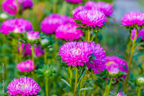 Bright flowers close-up. Flowers grow in the garden. Flower bed with asters. Flower card.
