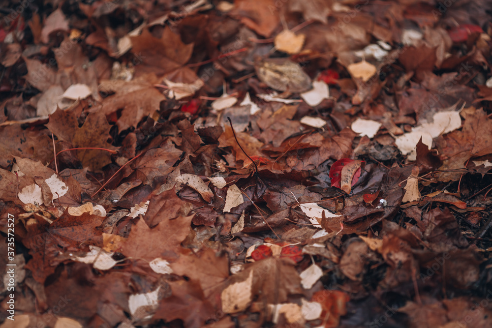 Fallen leaves. Autumn background. Old leaves on the ground. Fallen leaves. Autumn background. Old leaves on the ground.
