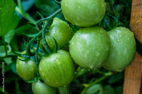 Green tomatoes growing in garden