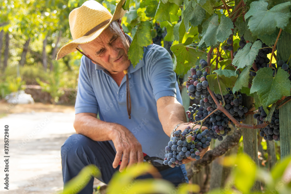 farmer working in the vineyard harvesting the grapes