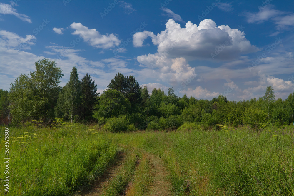 Summer landscape green meadow on a background of forest and blue sky.