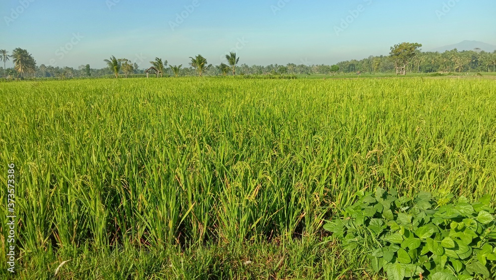 green rice field green rice field