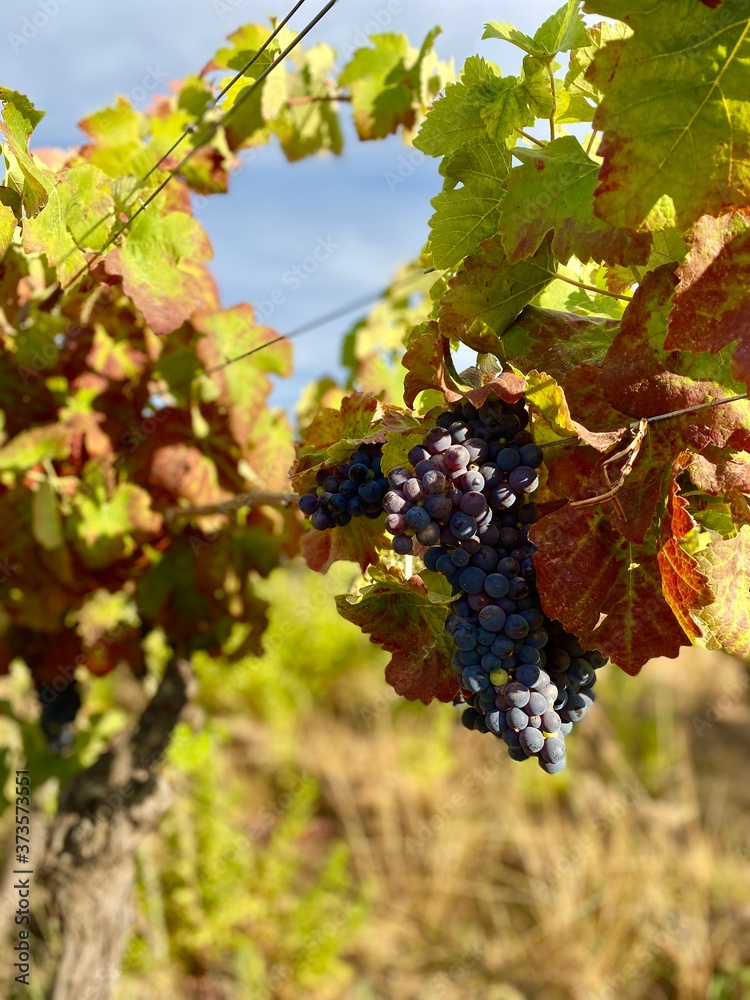 Fototapeta premium grapes on vine